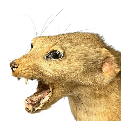 Close-up of a taxidermy small animal with an open mouth on a white background