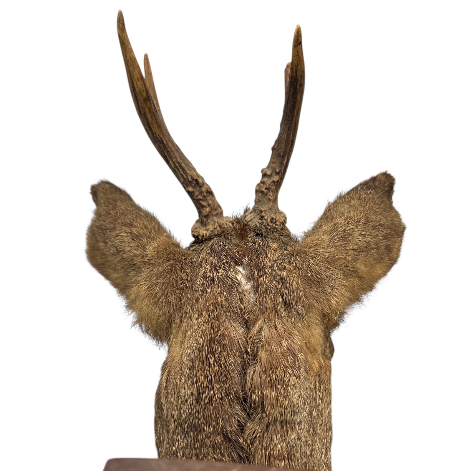 Deer head mount with large antlers on a white background