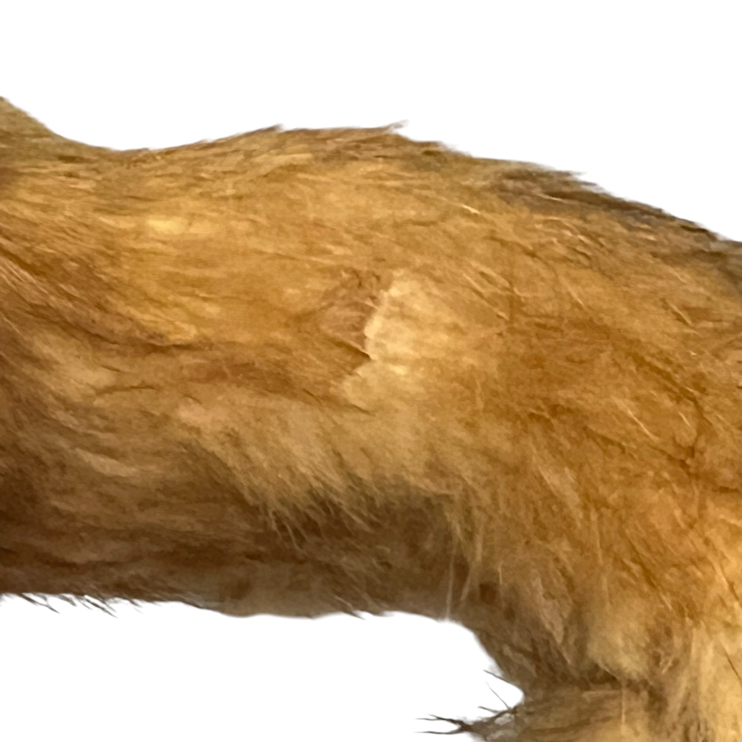 Close up of a taxidermy weasel on a white background
