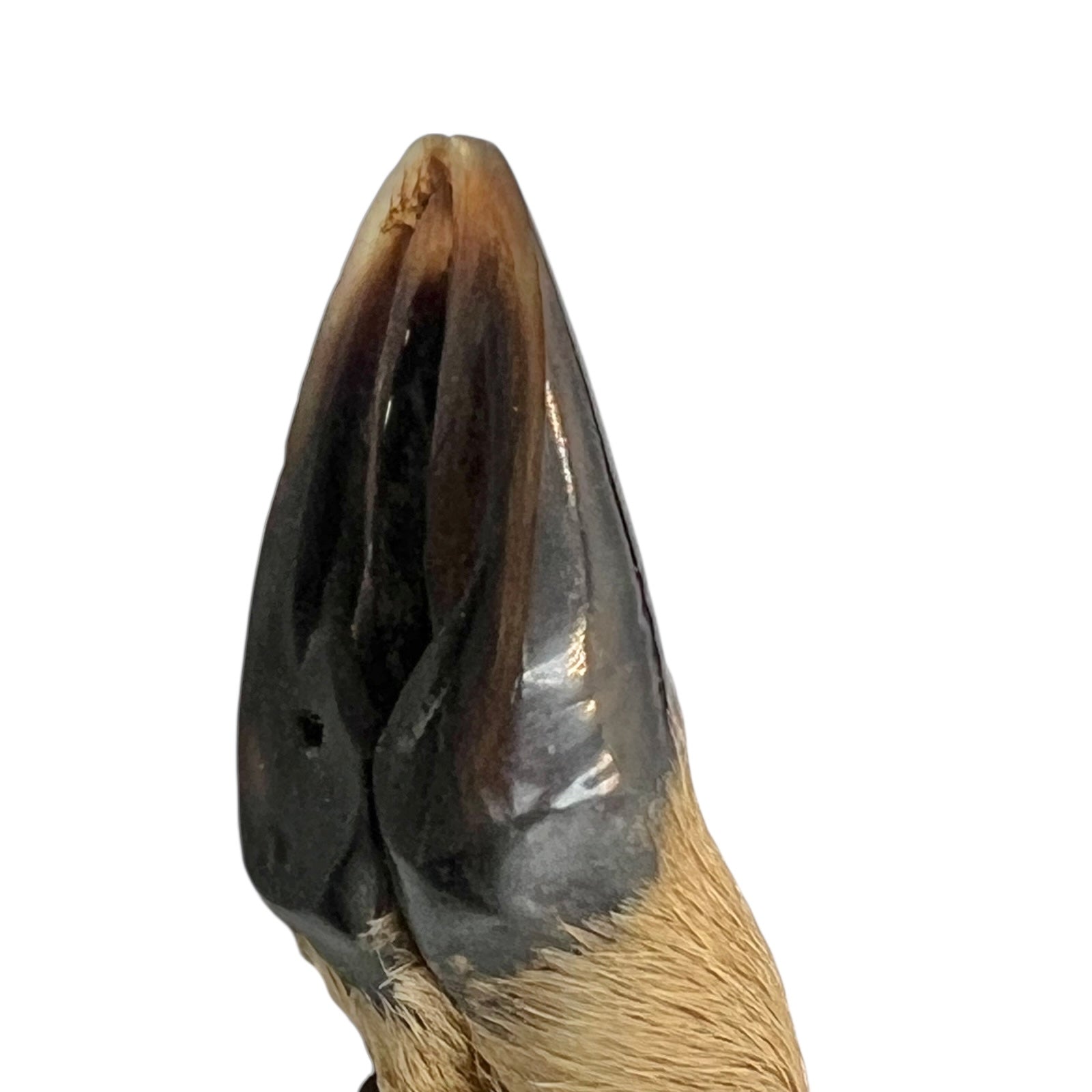 Close-up of a deer hoof handle on a white background