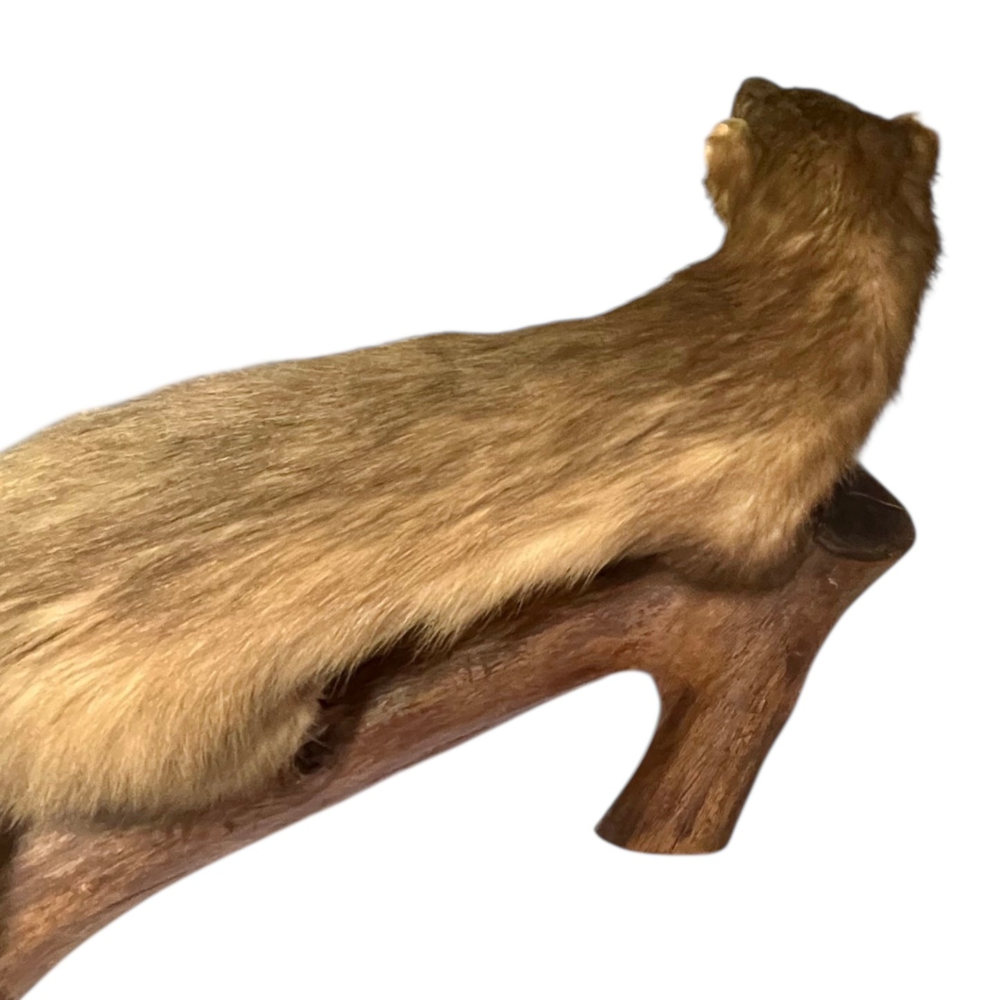 Taxidermy of a Vintage Taxidermy Pine Marten standing on a wooden branch against a white background