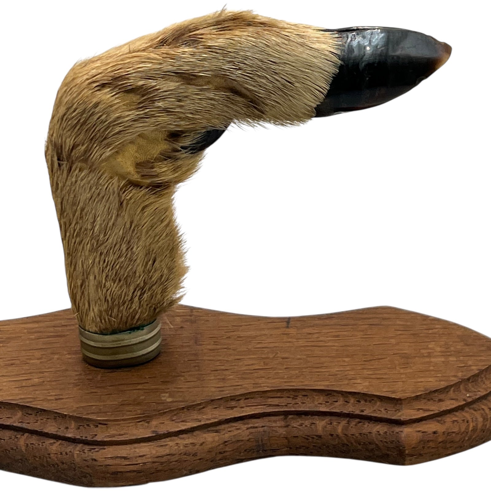 close up of a pair of wooden deer antler mounts with fur on a white background