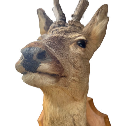 Deer head mount on a white background