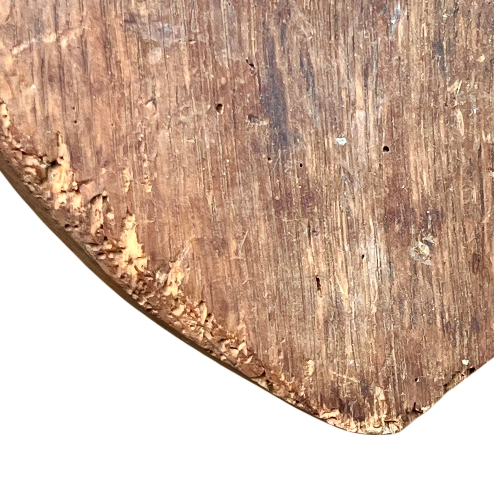 Close-up of a taxidermy deer head on a white background