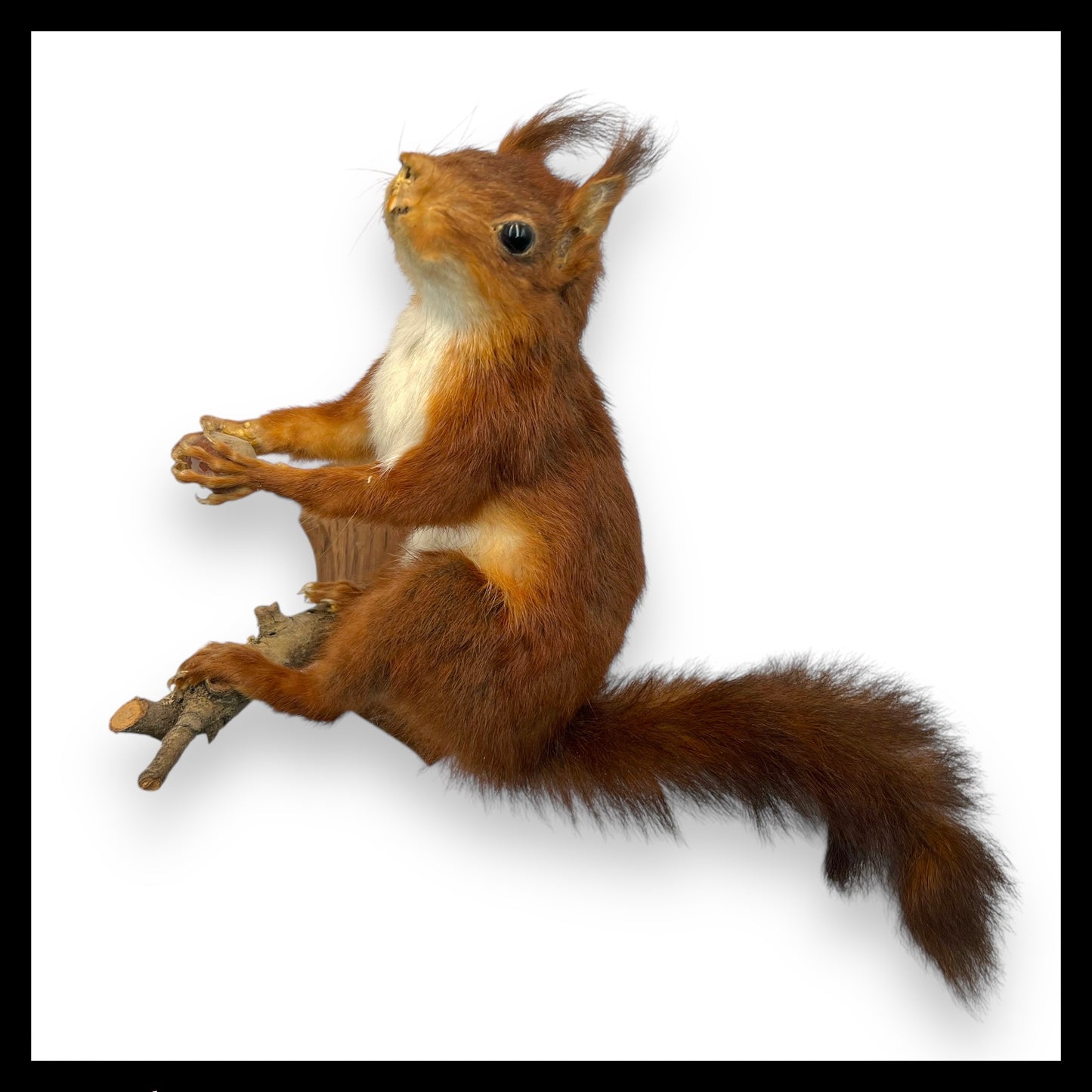 French Vintage Taxidermy Squirrel, Stuffed Animal, Taxidermy Red Squirrel for sale by All Things French Store