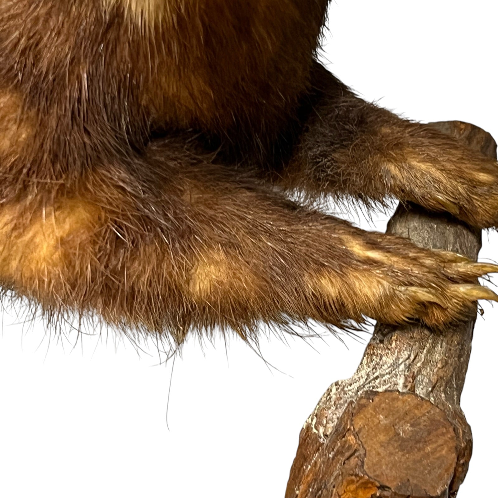 close up of a taxidermy wildlife small animal on a white background