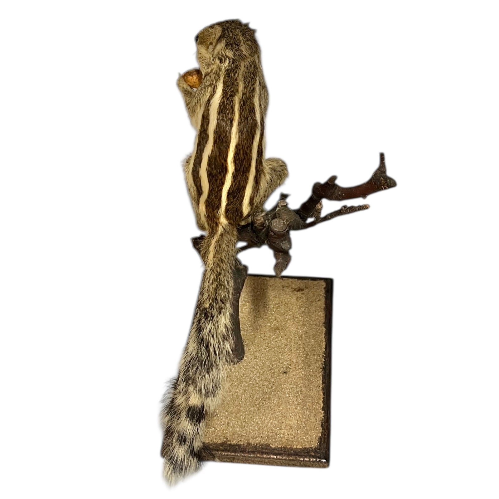 taxidermy chipmunk image of back