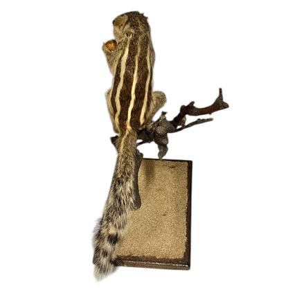 taxidermy chipmunk image of back