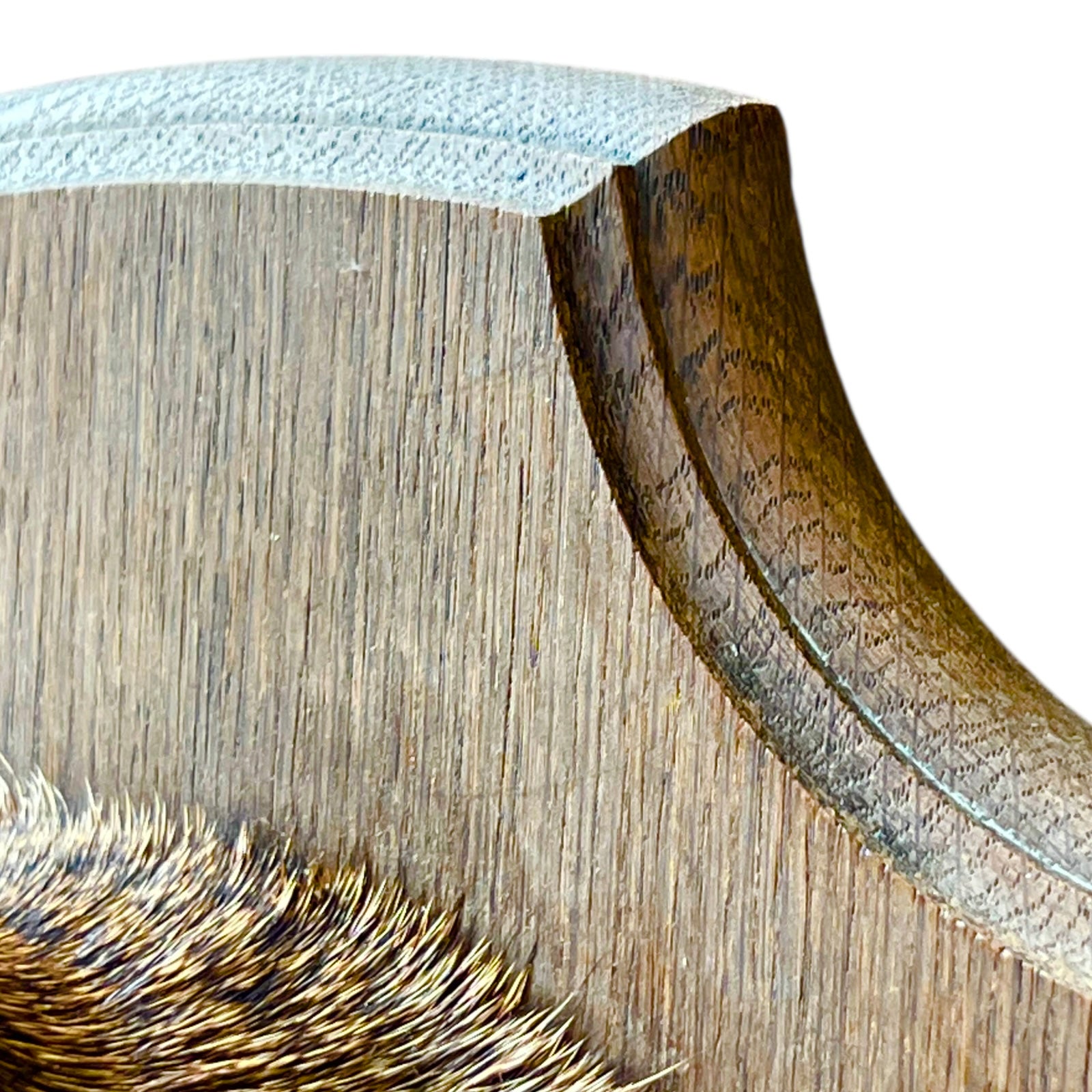 Close-up of a deer mount on a white background