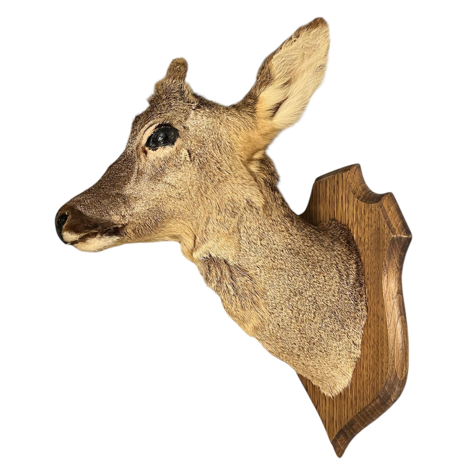 Deer head mount on a wooden plaque against a white background