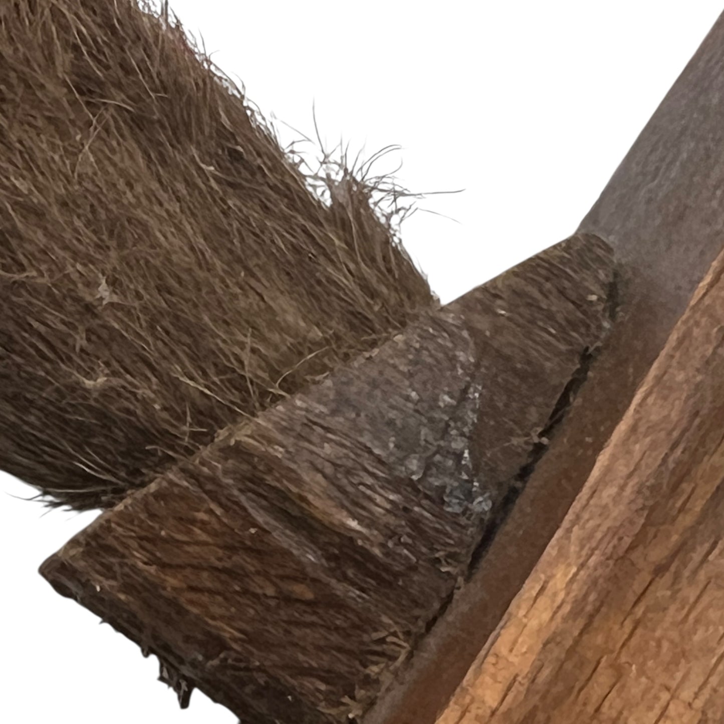 close up of boar hooves on a white background