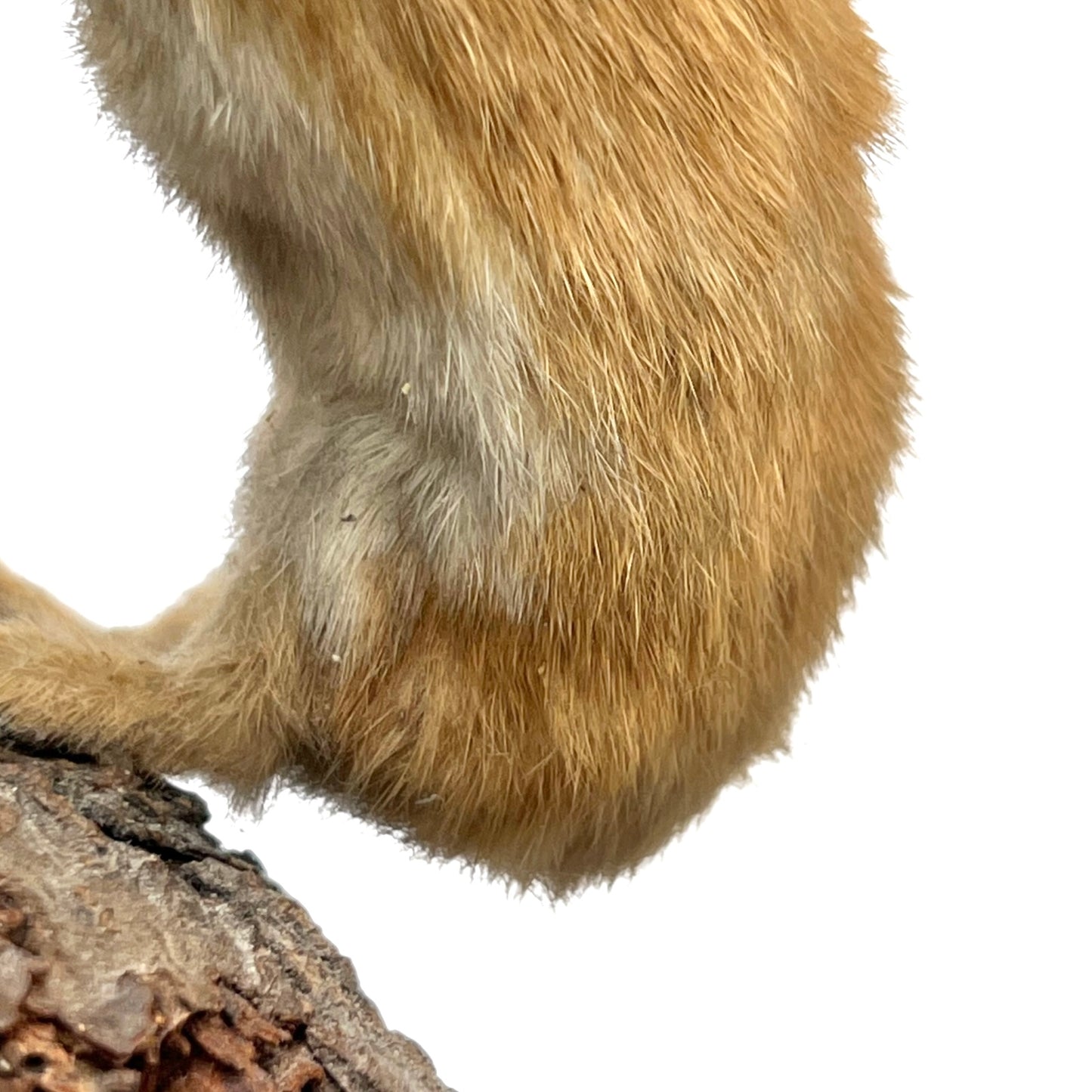 Close-up of a pair of brown weasels on a white background