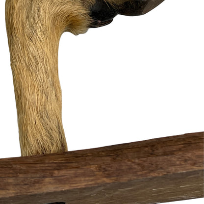 Close up of taxidermy deer hooves on a wooden mount on a white background
