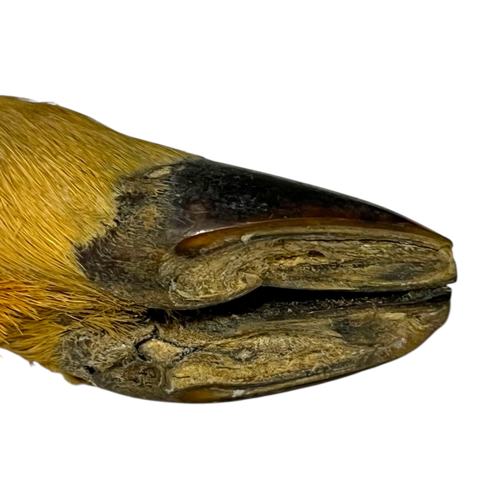 close up image of cheese knife