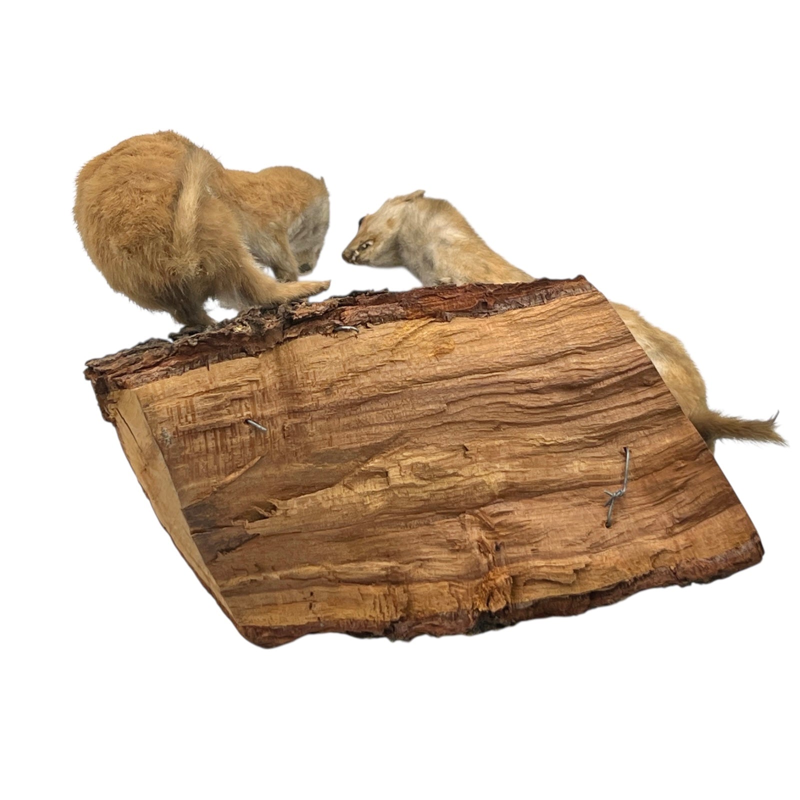 Close-up of a pair of brown weasels on a white background