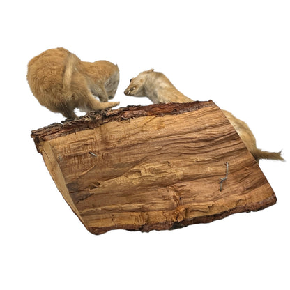 Close-up of a pair of brown weasels on a white background