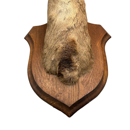 Vintage Taxidermy Roe Deer Head - French Mounted Specimen