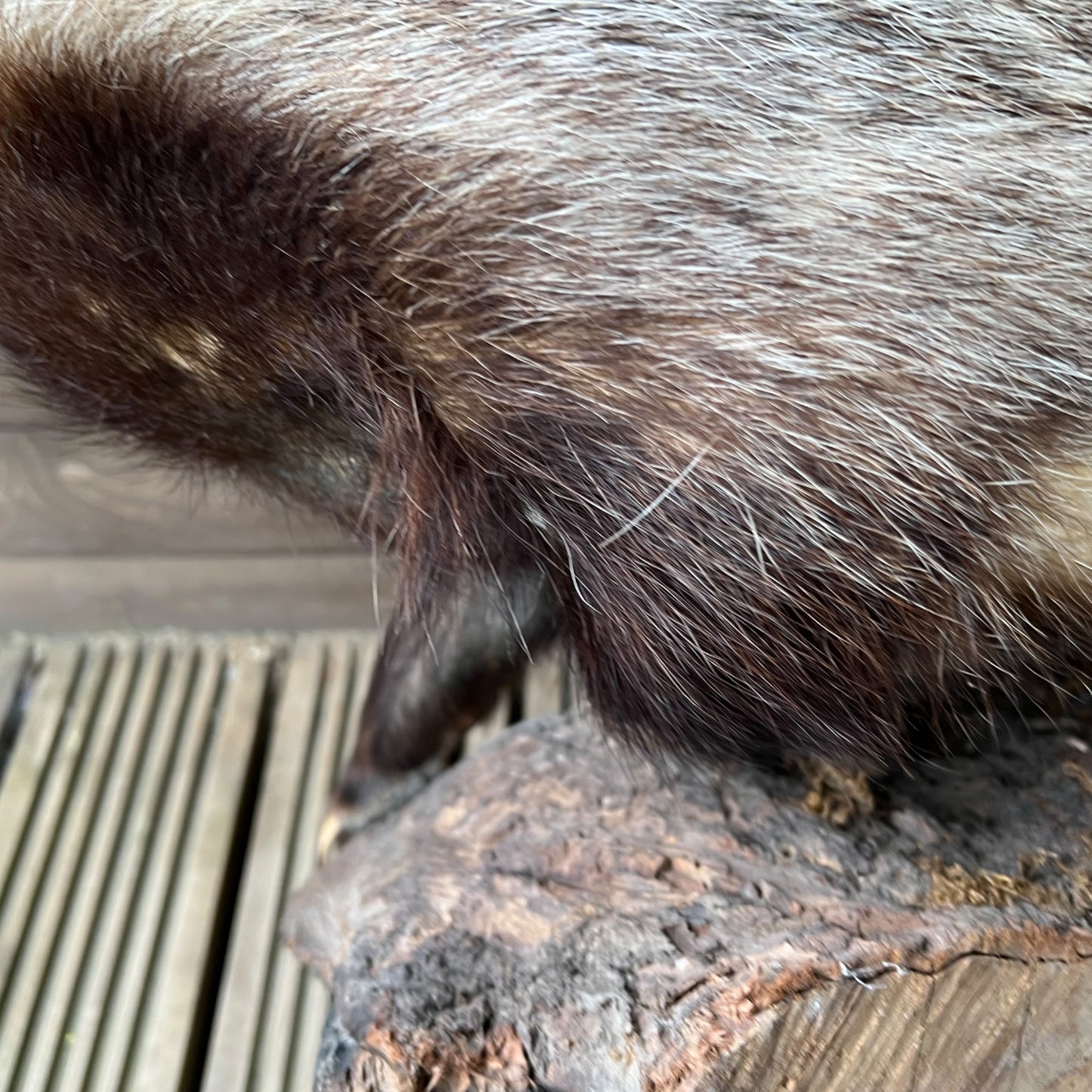 French Taxidermy Badger Adult Mounted on a Log Base in Standing Position