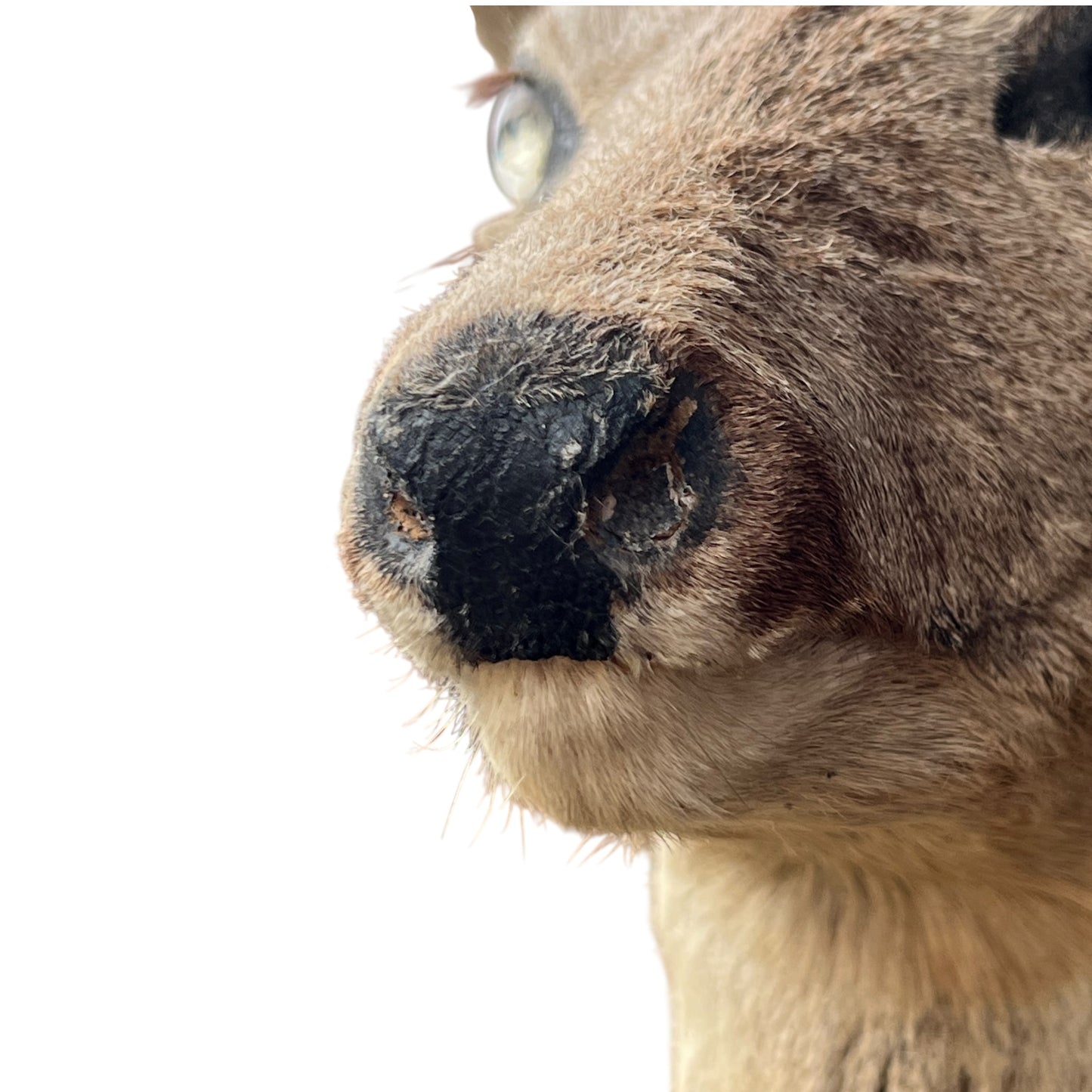 Close-up of a deer's face with a focus on its nose and fur.