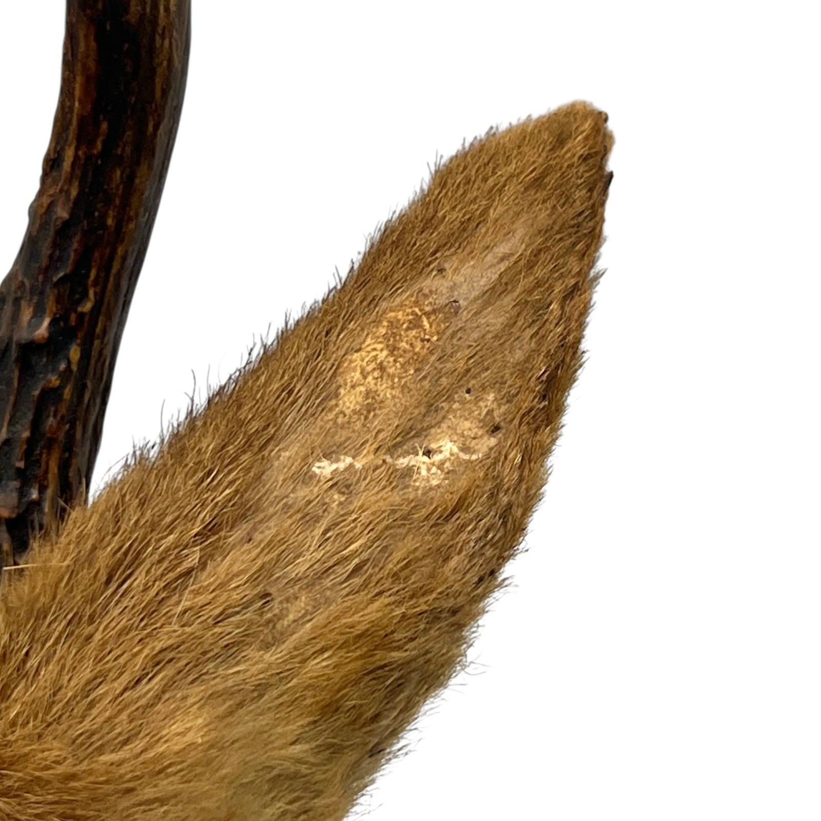 close up image of deer head ear
