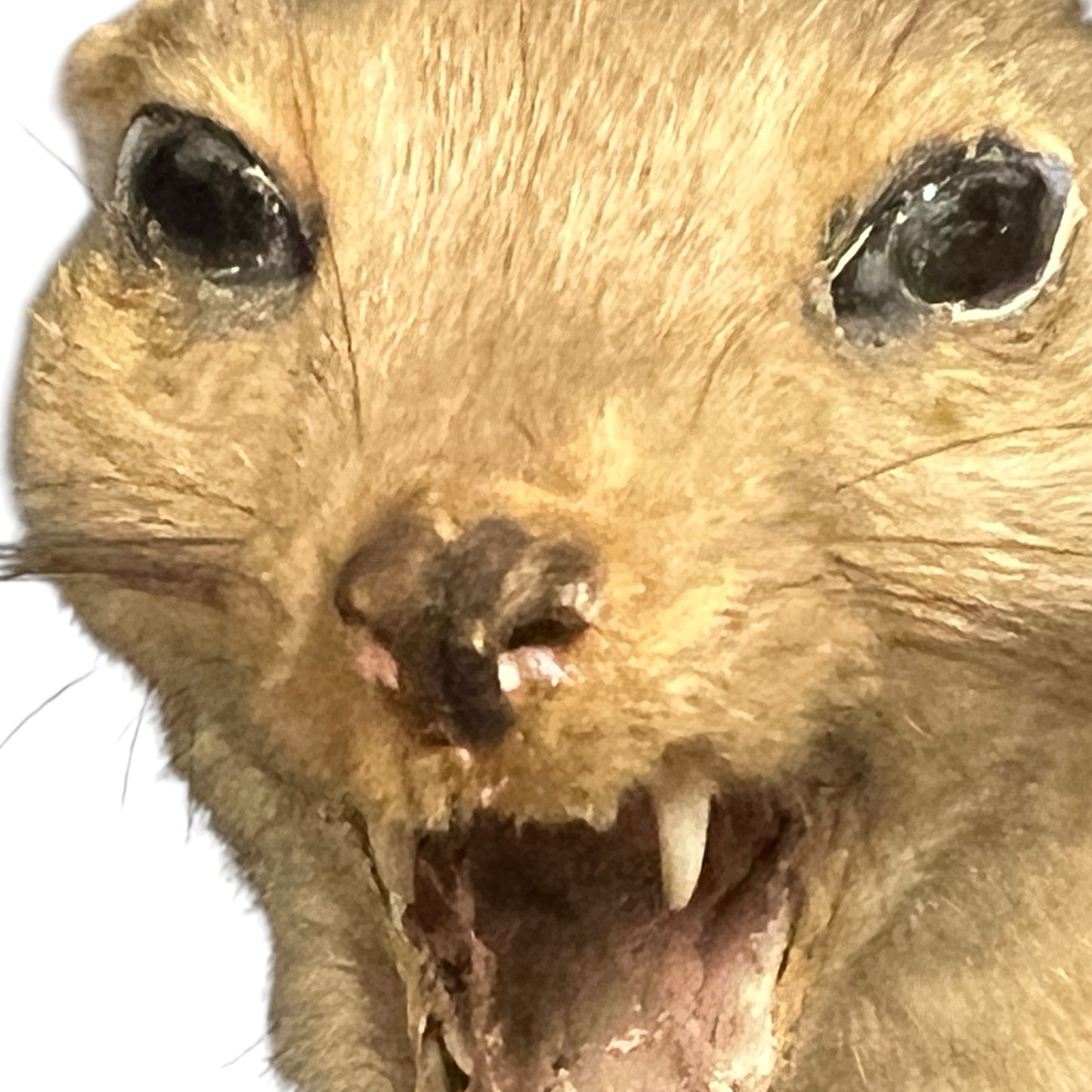 Close-up of a taxidermy small animal with an open mouth on a white background