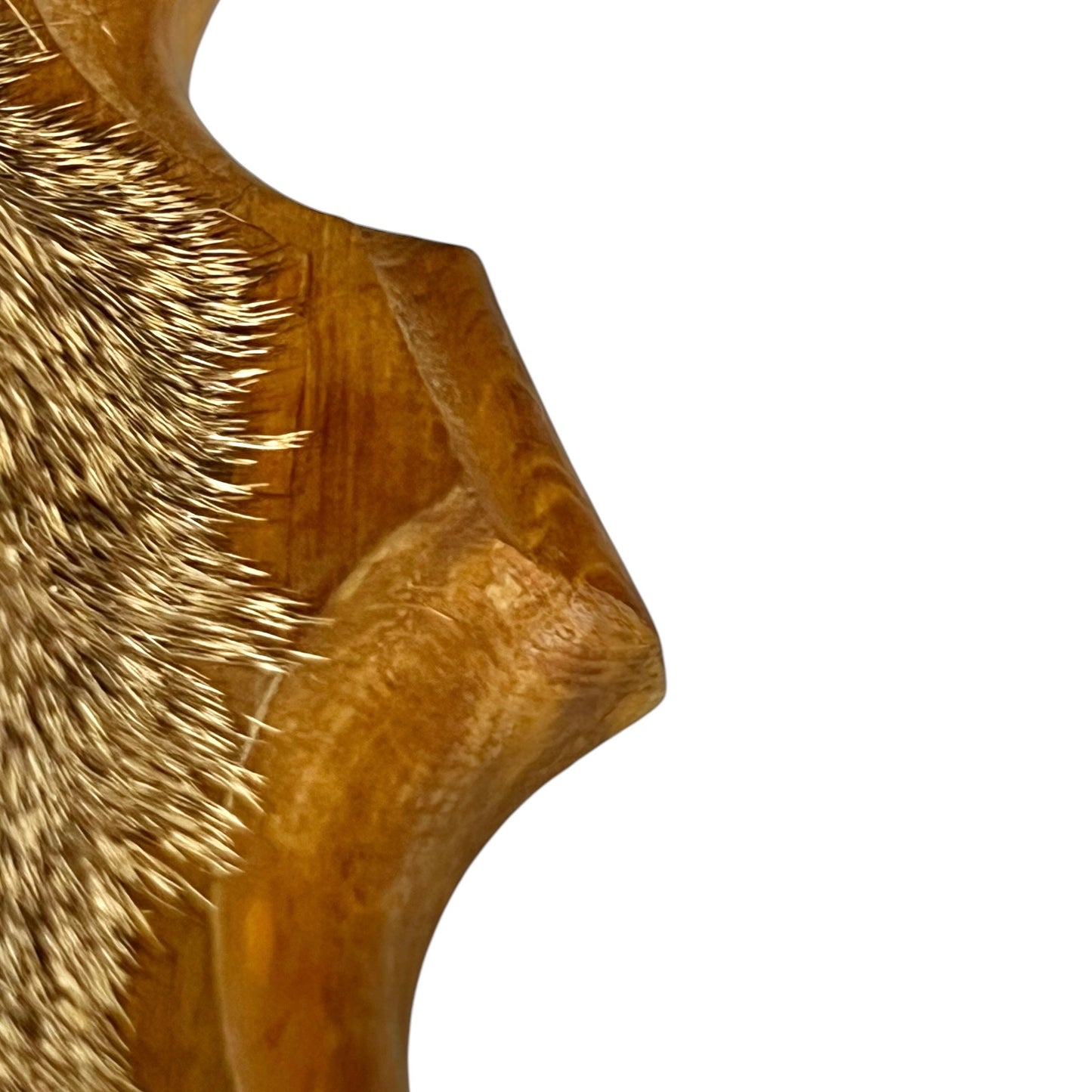 Close-up of a taxidermy wood mounted deer head against a plain white background.