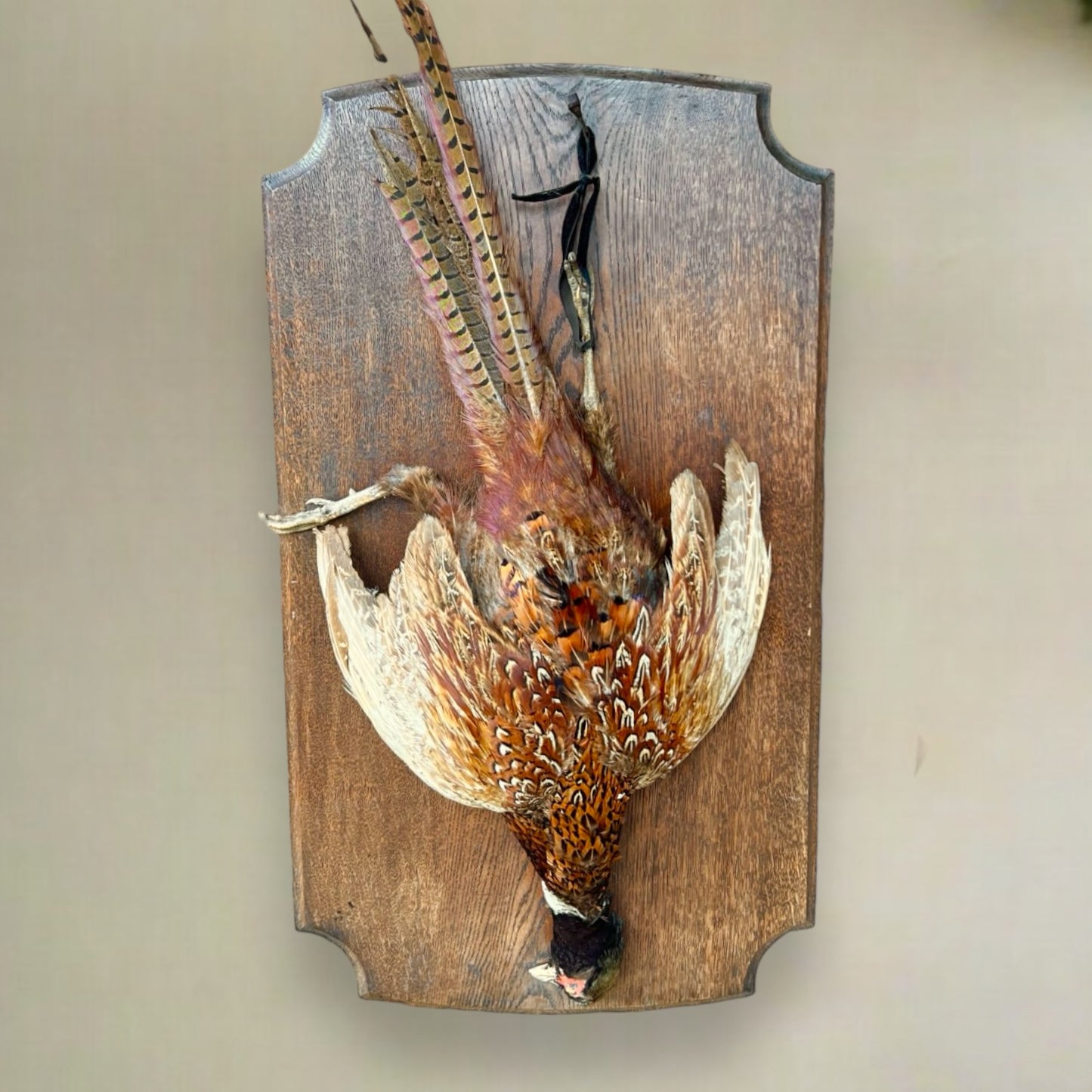 Collectable Taxidermy Pheasant, French Hunting Trophy, Eclectic Wildlife Art