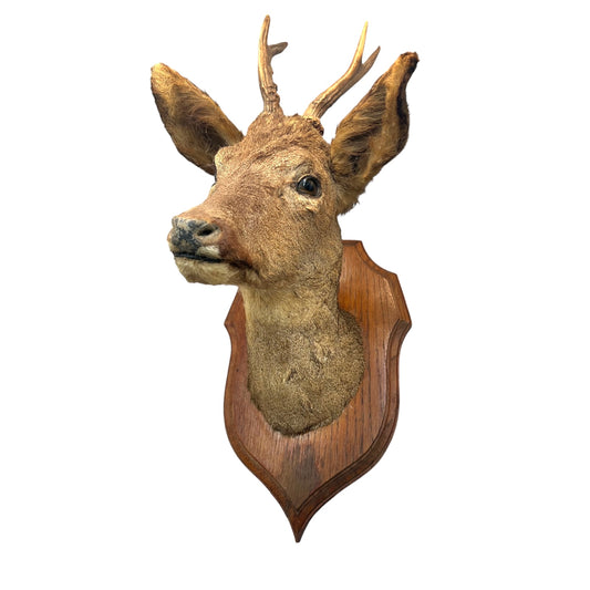 Taxidermy deer head mounted on a wooden plaque against a white background