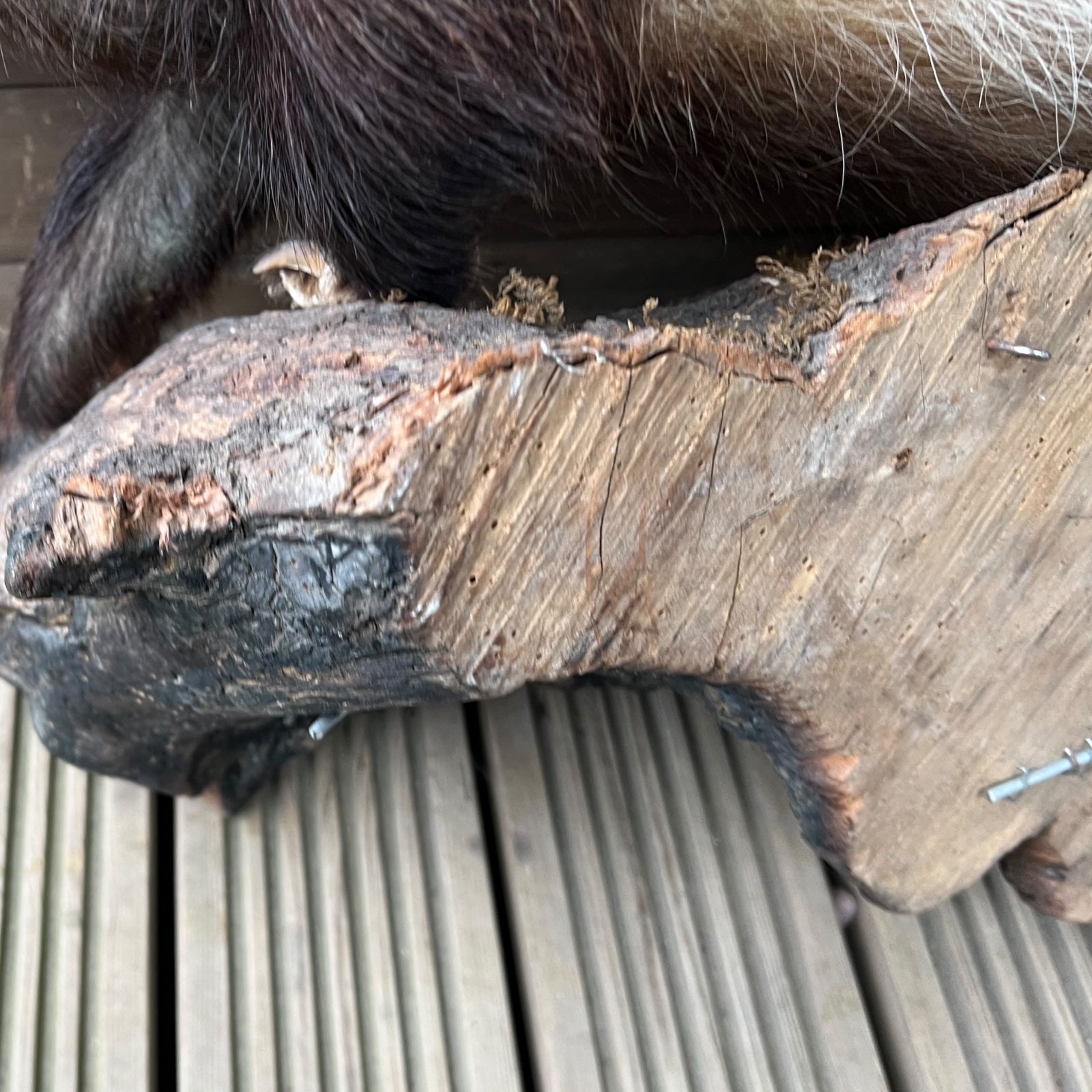 French Taxidermy Badger Adult Mounted on a Log Base in Standing Position