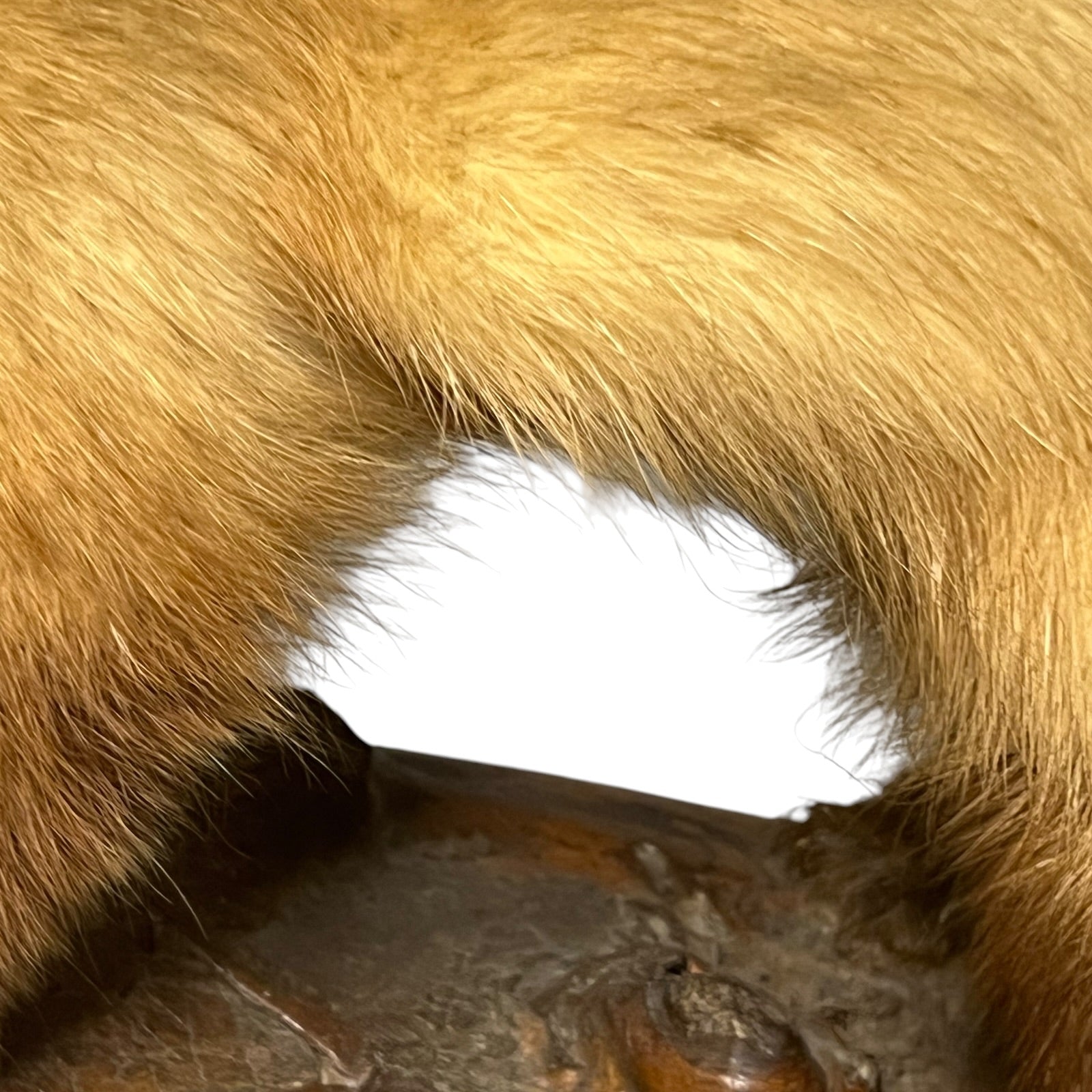 Close-up of a taxidermy small animal on a white background 