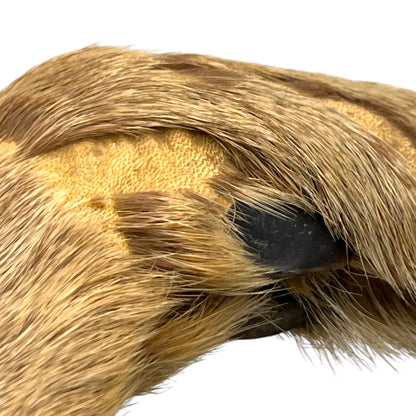 close up of a pair of wooden deer antler mounts with fur on a white background