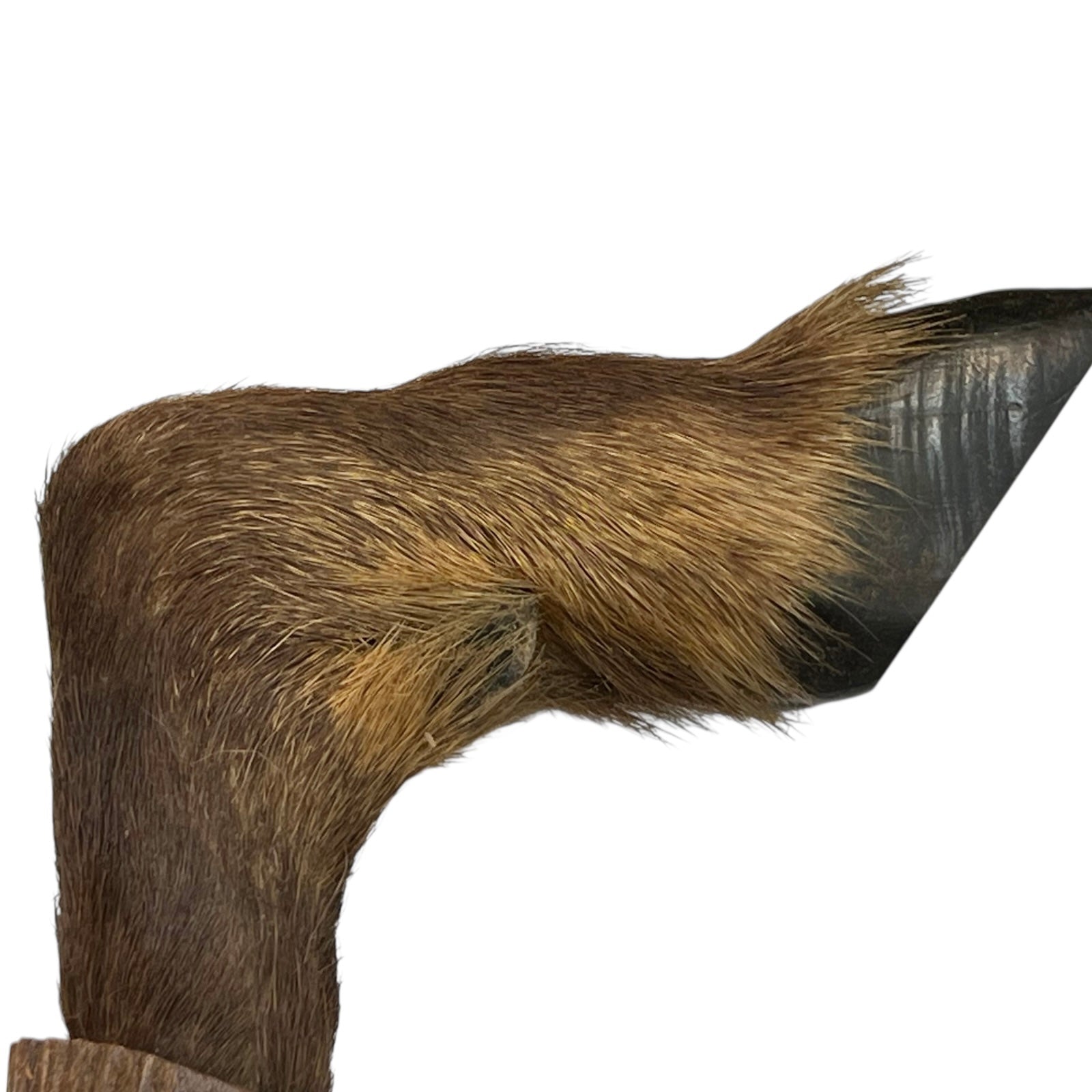 close up of boar hooves on a white background