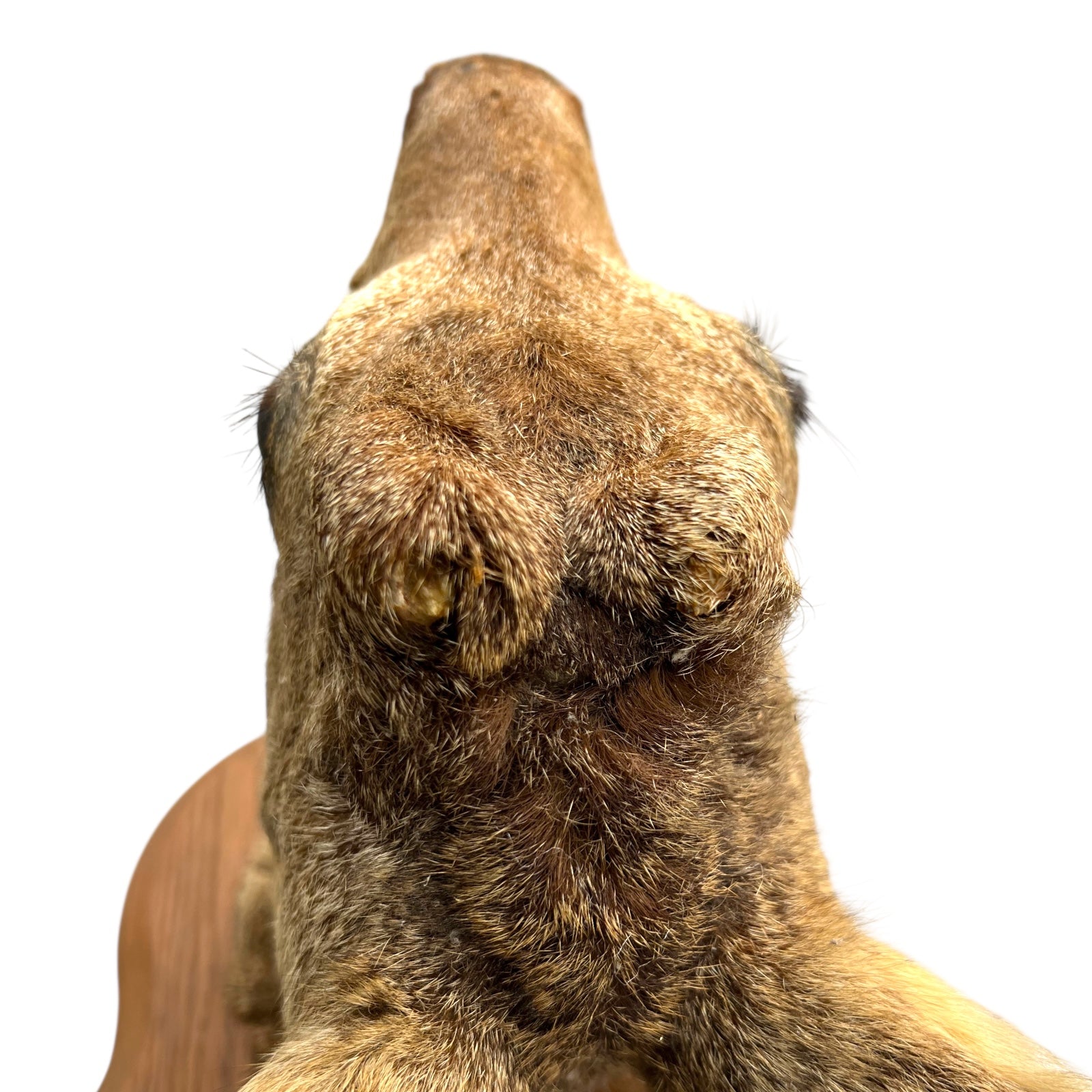 Close-up of a brown deer head on a white background