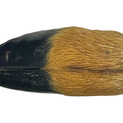 close up  of  Taxidermy Bottle Opener