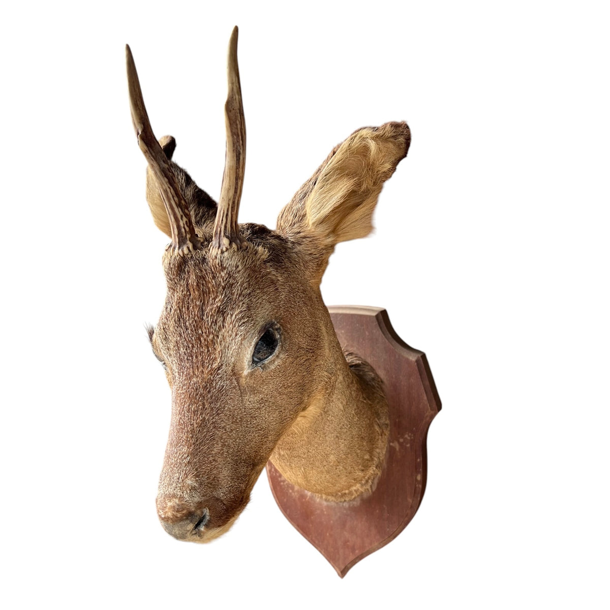 A taxidermy deer head mount with antlers on a brown wooden shield plaque, isolated on a white background.