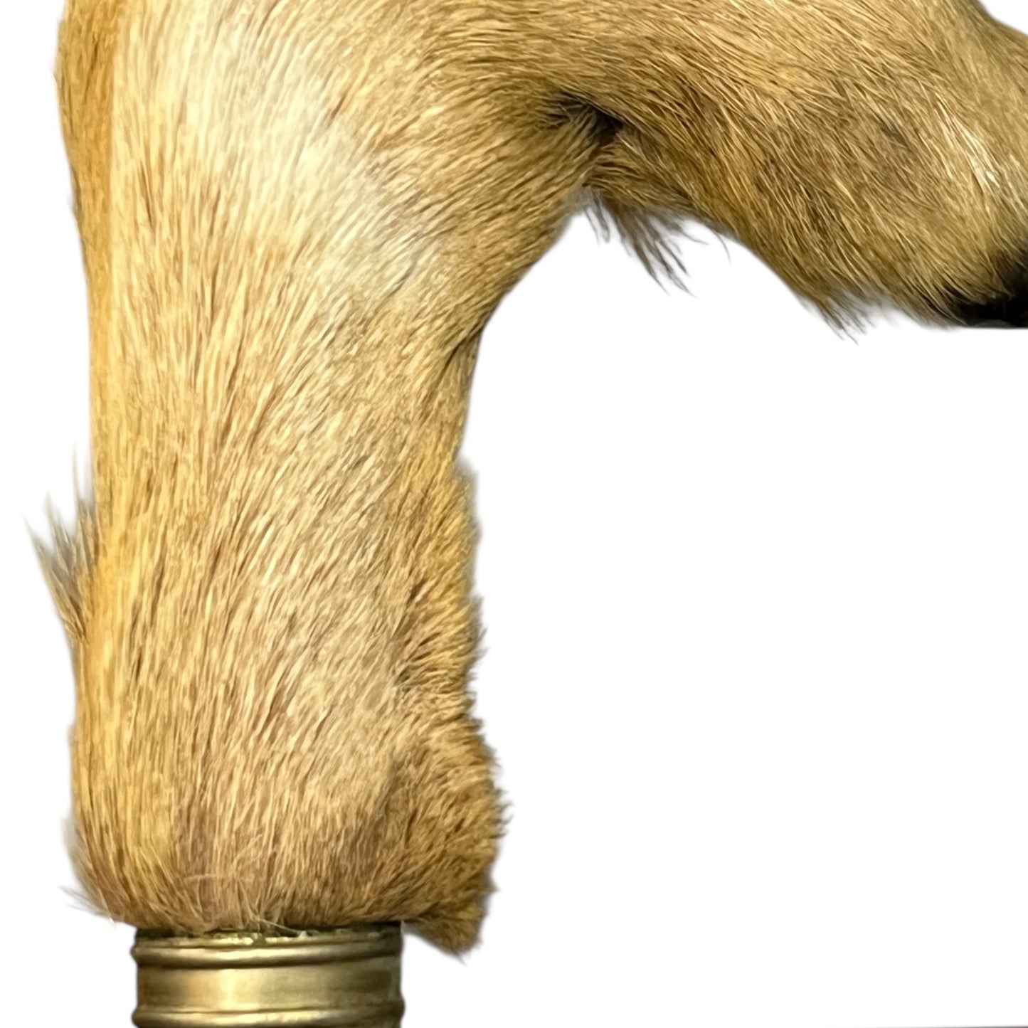 Set of 6 French Deer Hoof Vintage Taxidermy Coat Hooks – Hunting Gift