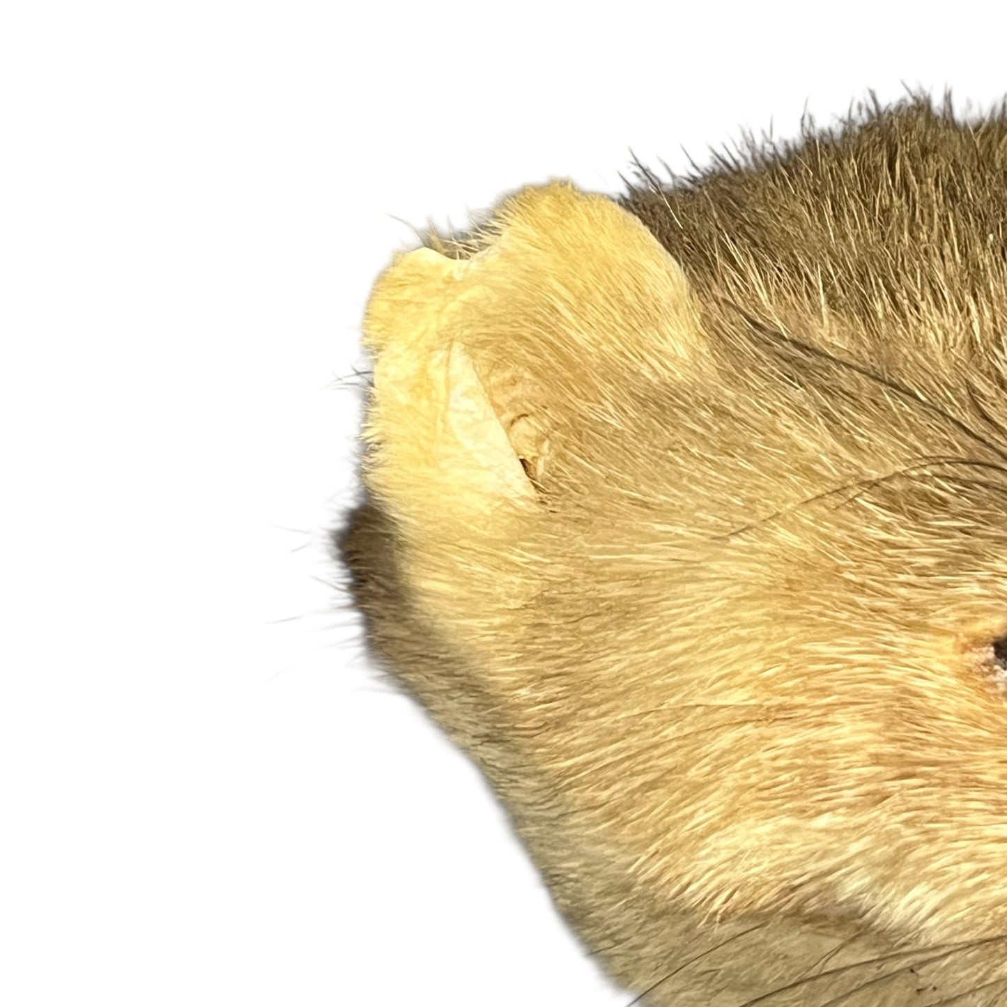 Close-up of a pine marten ear with a white background