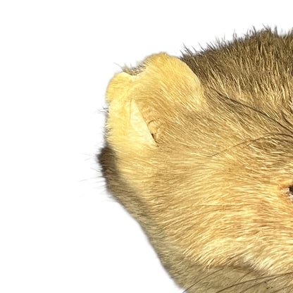 Close-up of a pine marten ear with a white background