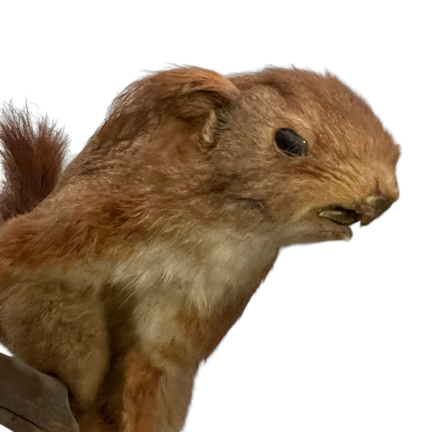 Close up of a taxidermy red squirrel on a white background 