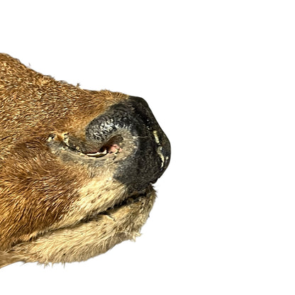 Close-up of a deer nose on a plain white background.