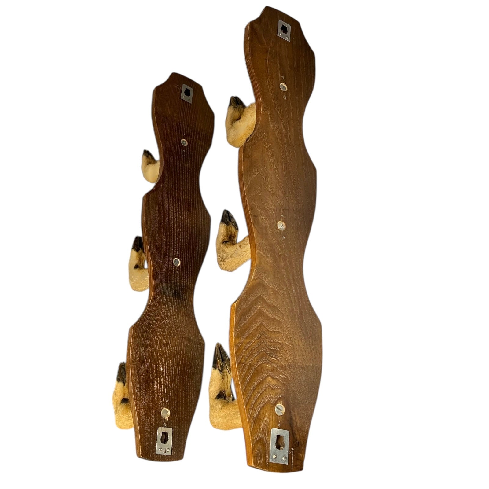 Close-up of a deer's hoof set of coat hooks on a white background