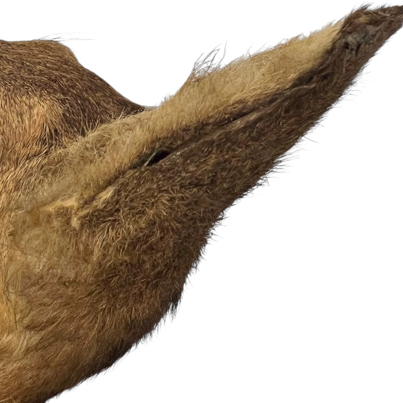 Close-up of a deer's ears on a white background