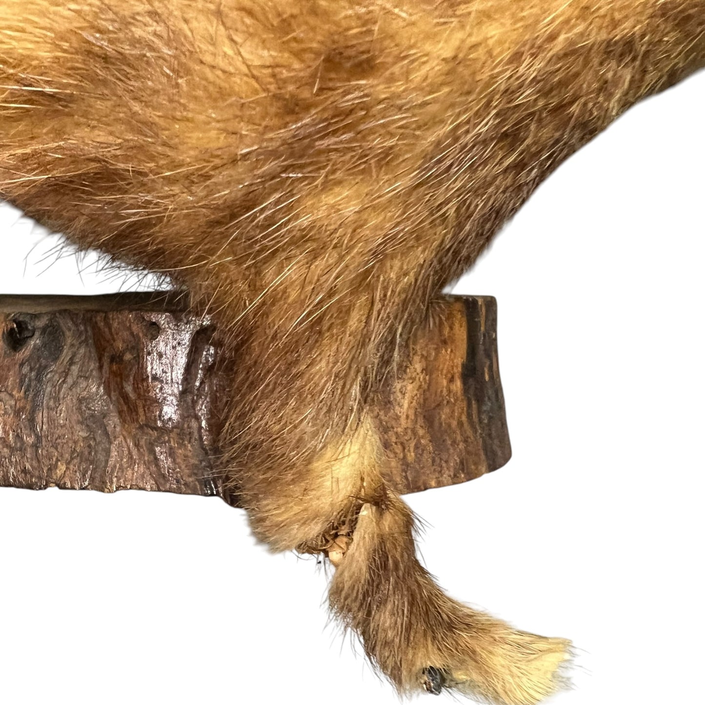 Close up of a taxidermy weasel on a white background