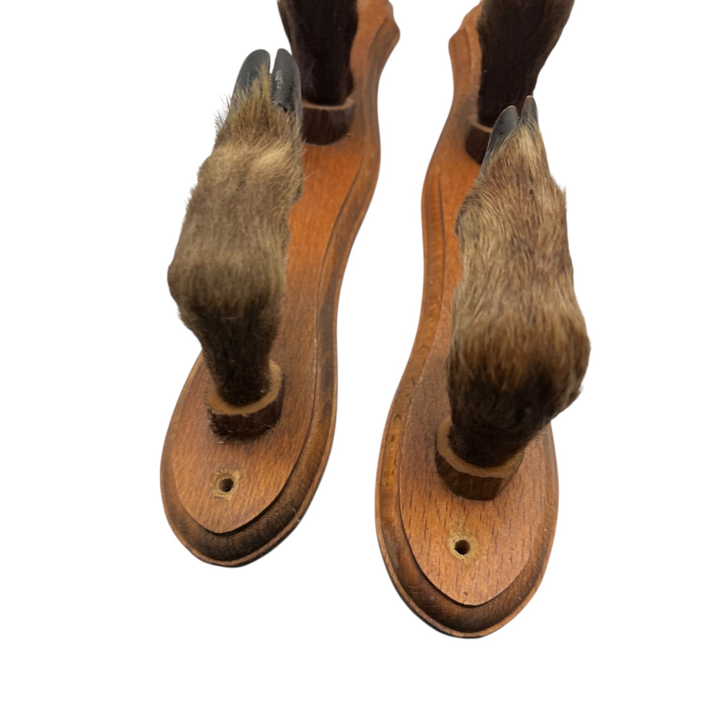 close up of boar hooves on a white background