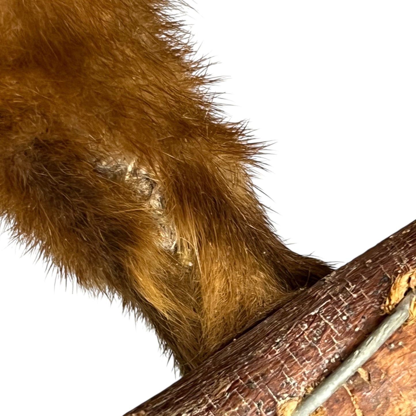 Close-up of a taxidermy small animal with a white background