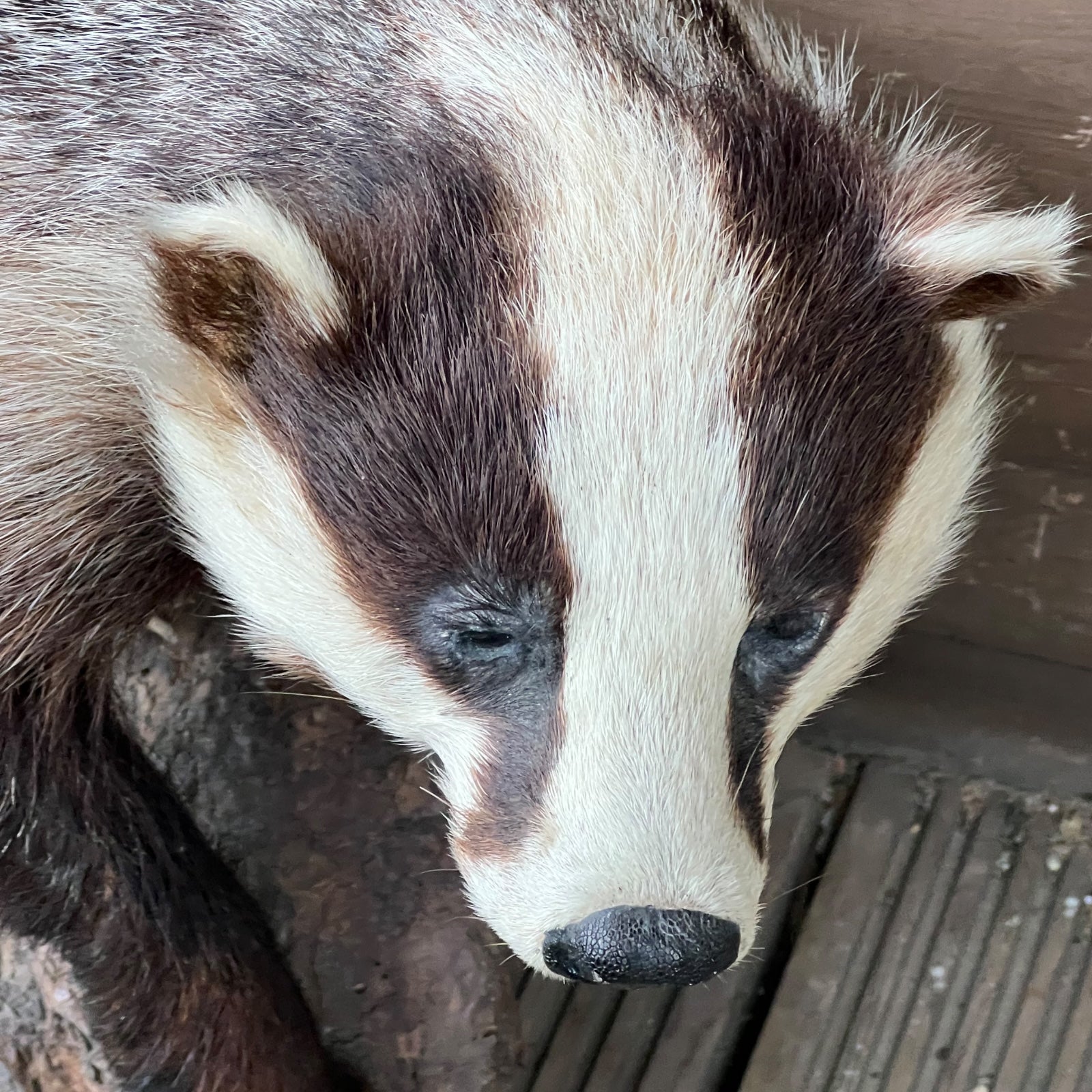 French Taxidermy Badger Adult Mounted on a Log Base in Standing Position