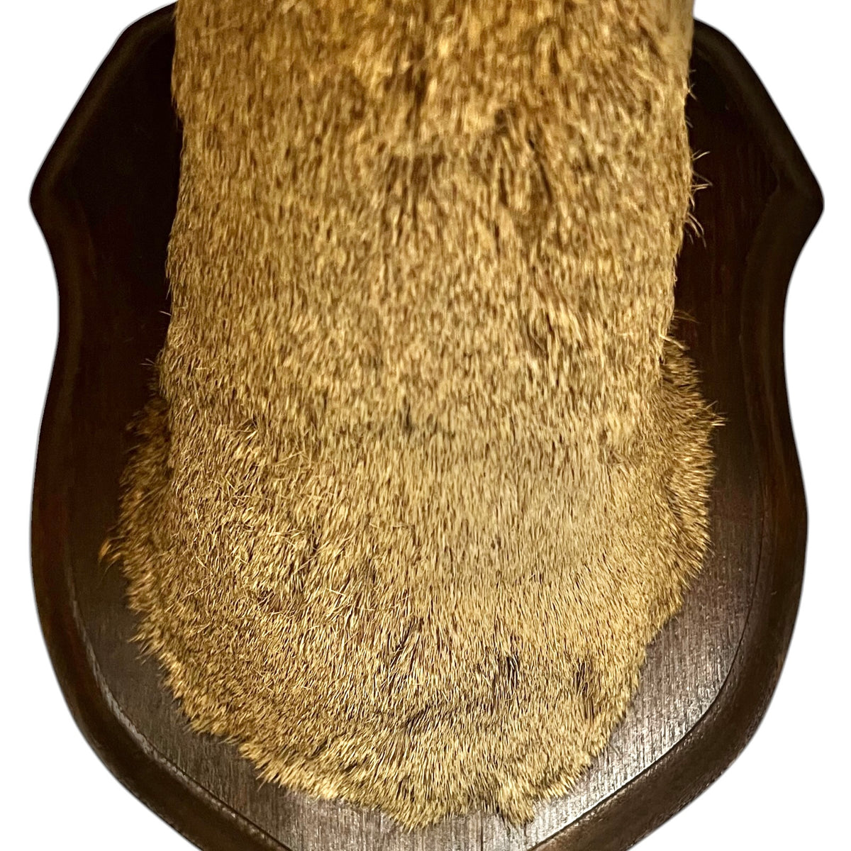 Vintage French Roe Deer Doe Taxidermy Head – Wooden Shield Wall Mount