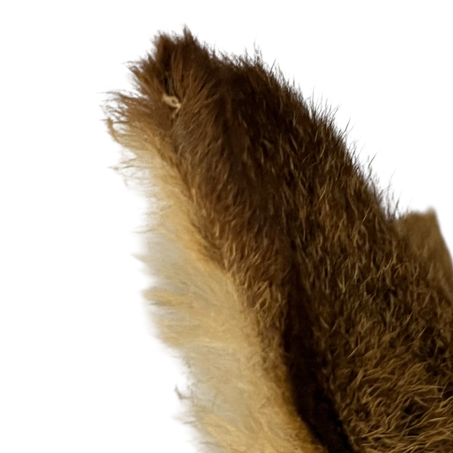 Close up of deer taxidermy head
