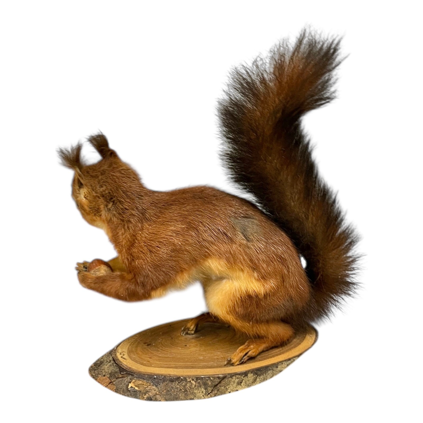 Taxidermy squirrel on a wooden base against a white background