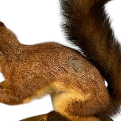 Close-up of a squirrel's body on a white background
